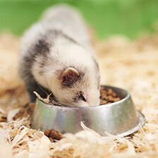 small animal pet eating out of bowl